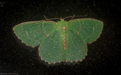 Eucyclodes metaspila