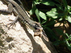 Microlophus peruvianus