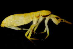 Pogonognathellus elongatus