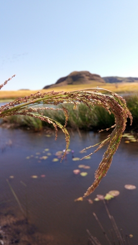 Eragrostis glomerata iNat (1)