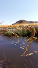 Eragrostis japonica