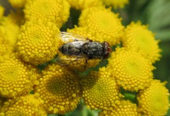 Miltogramma punctata