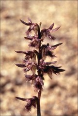 Genoplesium morrisii