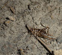 Gryllomorpha