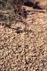 Genoplesium morrisii