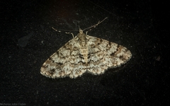 Myrioblephara desumpta