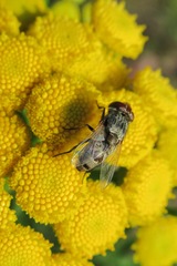 Miltogramma punctata
