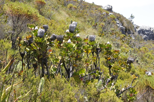 Protea cynaroides