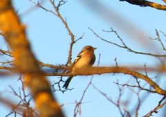 Fringilla coelebs