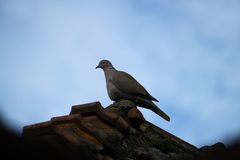 Streptopelia decaocto