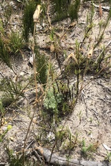 Silene undulata undulata