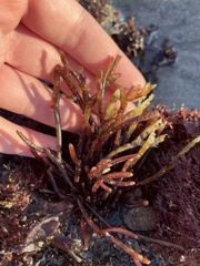 Ahnfeltiopsis linearis