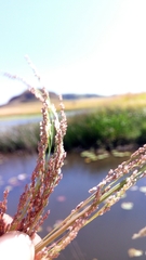 Eragrostis japonica