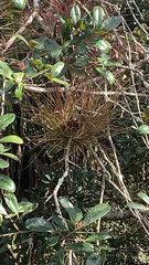 Tillandsia setacea
