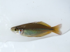 Banded Rainbowfish photo 4