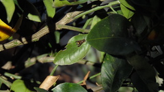 Ancistrocerus haematodes