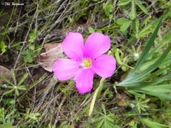 Oxalis arenaria