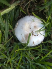 Agaricus xanthodermus