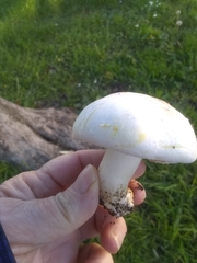 Agaricus xanthodermus
