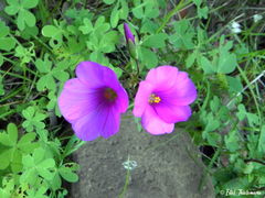 Oxalis arenaria