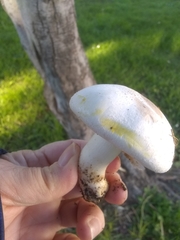 Agaricus xanthodermus