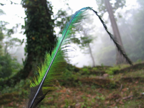 Resplendent Quetzal photographed in Nicaragua