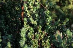 Cliffortia polygonifolia polygonifolia