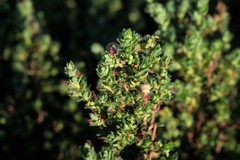 Cliffortia polygonifolia polygonifolia