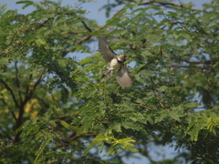 Sporophila peruviana