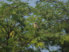 Sporophila peruviana