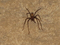 Spelungula cavernicola