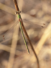 Lestes virens virens