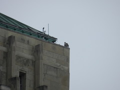 Falco peregrinus