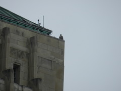 Falco peregrinus