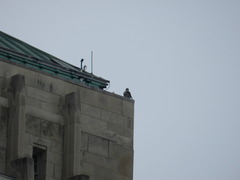 Falco peregrinus