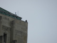 Falco peregrinus