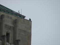 Falco peregrinus