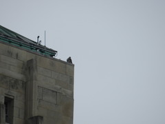 Falco peregrinus