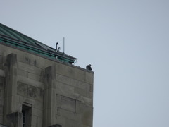 Falco peregrinus