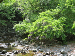 Wisteria floribunda