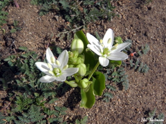 Oziroe biflora