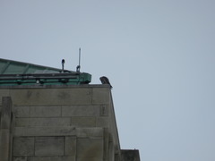 Falco peregrinus