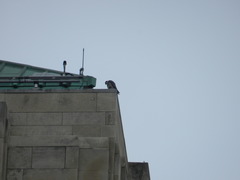 Falco peregrinus