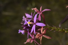 Epidendrum arachnoglossum