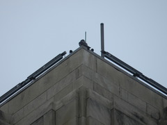 Falco peregrinus