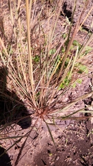 Eragrostis japonica