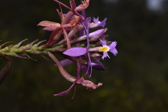 Epidendrum arachnoglossum