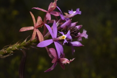 Epidendrum arachnoglossum