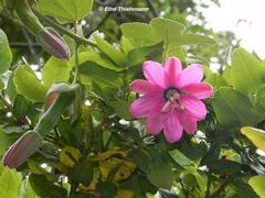 Passiflora × rosea