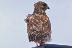 Buteo lineatus